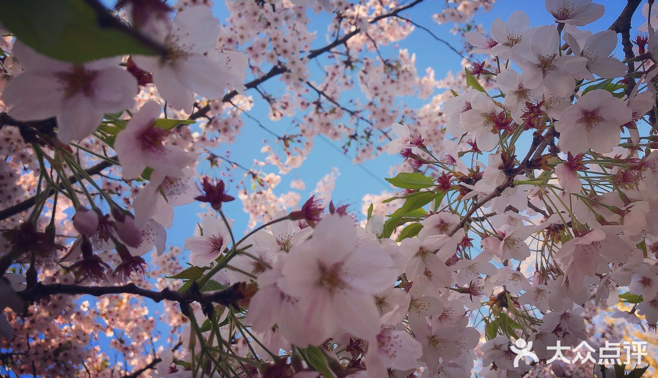 不止樱花🌸发现室外ins风宝藏咖啡厅