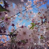 不止樱花🌸发现室外ins风宝藏咖啡厅