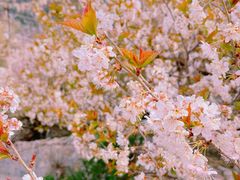 -崂山九水游览区
