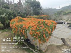 -深圳市中科院仙湖植物园
