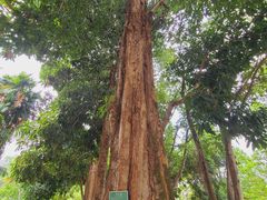 -中国科学院西双版纳热带植物园