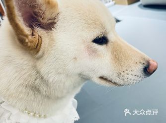 屋里柴柴猫猫狗狗可爱无敌