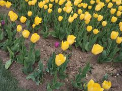 -长春公园(普阳街道)