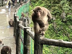 -峨眉山风景名胜区