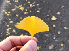 -三里屯东五街银杏大道
