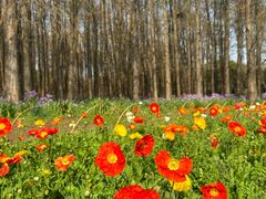 -上海共青森林公园