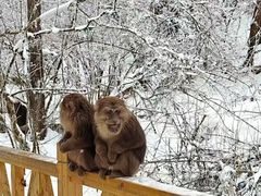-贡嘎雪山