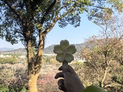 -香雪海