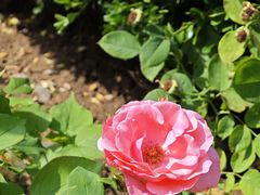 -元大都城垣遗址公园