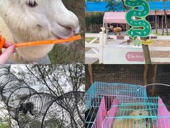 -深圳野生动物园