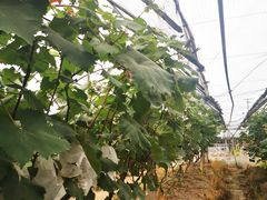 -马陆小张葡萄园农家乐