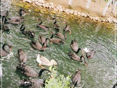 -长白岛森林公园