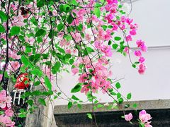 -深圳国际园林花卉博览园