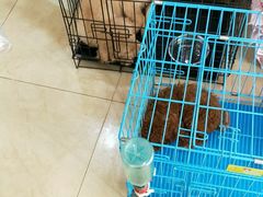 -瑞派旺宝宠物医院·犬猫全科综合·尿道专科(莲兴院)