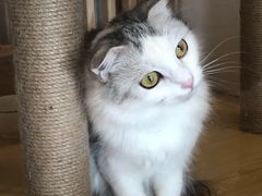 -猫腻·猫咖·撸猫馆(星光大道店)