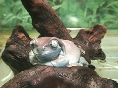 -上海大自然野生昆虫馆(东方明珠·爬宠昆虫探索中心)