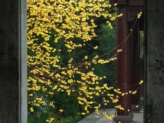 -杭州植物园