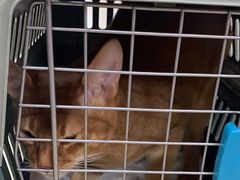 -爱侣宠医·鹦鹉专科·小型哺乳类·异宠专科(灵石路店)