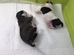 -美联众合宠物医院·爱萌分院·内外科·猫科中心