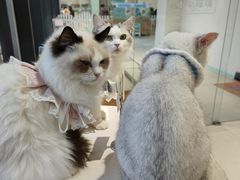 -怪兽屋·羊驼·猫咖·狗咖(俊华广场店)