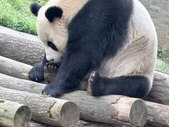 -都江堰中华大熊猫苑