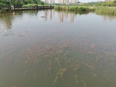 -前关湿地公园