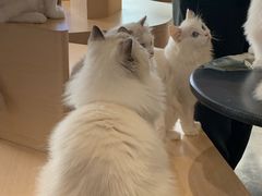 -瞄一喵猫咖(格力海岸店)