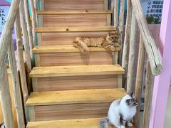 -70cat德文卷毛猫·缅因猫纯种猫舍