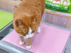 -四月宠物医院·猫专科·心脏专科·内科(转塘店)