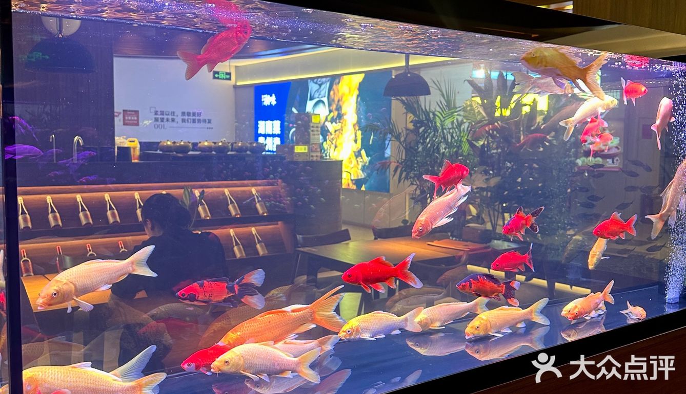 贵阳新店！小鱼餐厅好美啊！！🎏