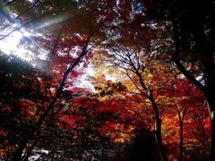 -有马温泉 竹取亭円山温泉旅馆