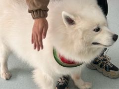 -汪喵宠物医院·骨科心脏影像·犬猫急重症ICU诊疗中心(成华分院)