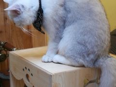 -猫色咖啡·猫咖
