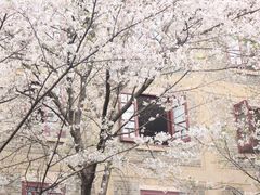 -武汉大学-樱园