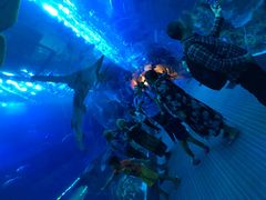 -迪拜水族馆及水下动物园