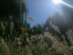 -燕郊植物园