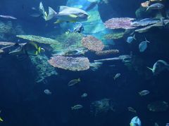 -暹罗海洋世界