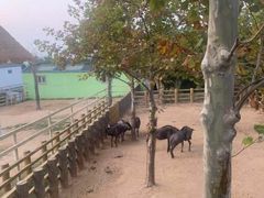 -西霞口神雕山野生动物世界