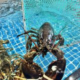 爱上这里的味道了！爱到不能自拔的那种！