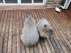-昆明动物园