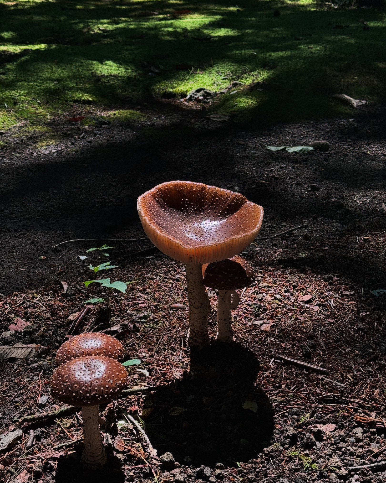 人生第一次见这么大蘑菇