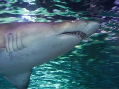 -悉尼海洋生物水族馆