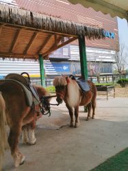 -萌宠亲子动物乐园(槐房万达店)