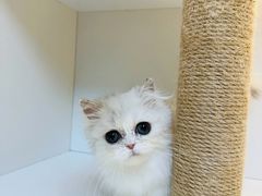 -十月米努特矮脚猫舍