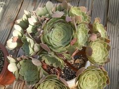 -龙大花卉苗木市场