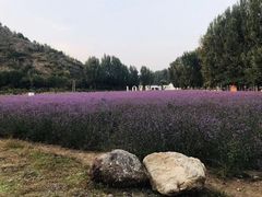 -紫海香堤香草艺术庄园