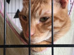 -Cappucimeow猫咪咖啡馆(韦伯时代店)
