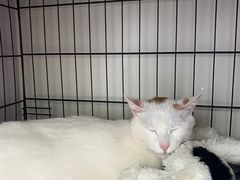 -瑞鹏宠物医院·骨科·猫科·内科(第一中心)