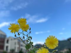 -花溪风景区