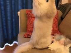 -柚子猫舍·精品猫舍购猫·猫咪认养·购宠·宠物店